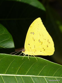 Papillon jaune - Argentine